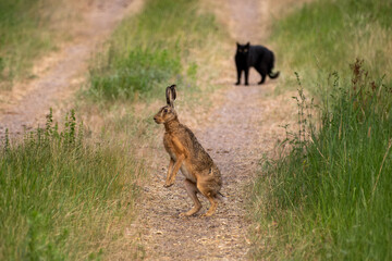 Big rabbit on a field path in Sweden