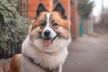A fluffy samoyed dog sitting outdoors with its tongue out