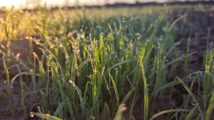 Morning sunlight shining on fresh green grass with sparkling dew drops in a peaceful natural field