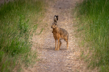 Big rabbit on a field path in Sweden
