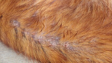 Dog with skin infection. Veterinary care, pet health problem.