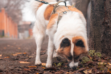 A Samoyed dog walking and sniffing leaves in the autumn.