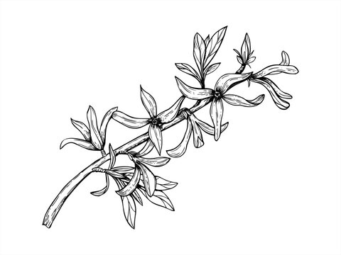 Spring forsythia branch in blossom line art black ink sketch. Monochrome first blooming bush flowers vector isolated illustration. Floral element for poster, greeting card, wedding invitation