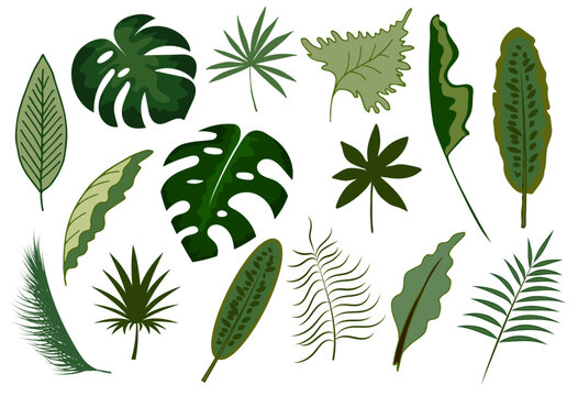 A collection of exotic leaves, tropical foliage set, palm leaves and branches, botanical elements
