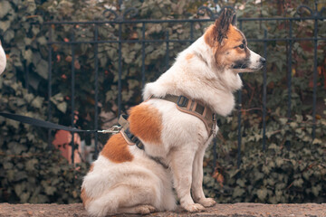A Samoyed Laika dog sitting sideways to the camera against a fence on an autumn day.