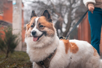 A Samoyed dog on a leash during the walk with his owner