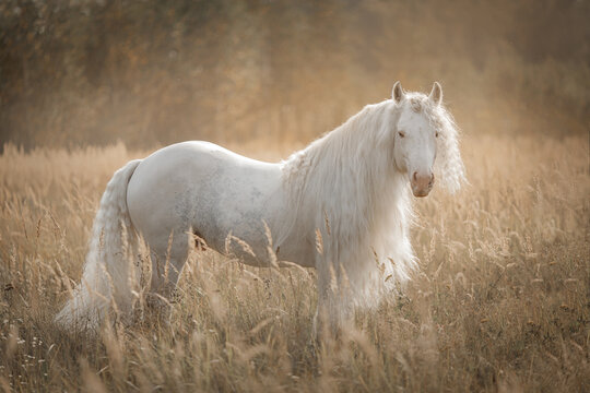 Beautiful white tinker horse with long mane standing in a golden field during sunset.