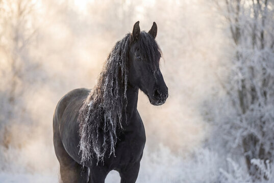 Majestic black Friesian horse with a long, wavy mane standing in a snowy winter landscape