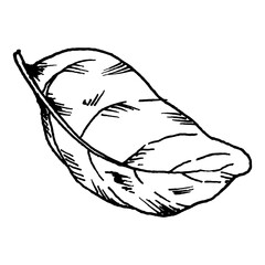 Black and white vector illustration of an elongated basil leaf with detailed veins. Clean line art is suitable for herb collections, culinary graphics, salad mix, pasta themes, pizza topping concepts.