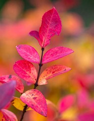 Close-up of vibrant, crimson leaves on a branch, autumn bokeh