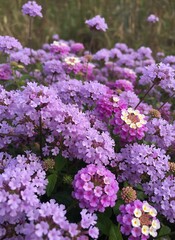 Obraz premium Close-up of vibrant purple and white flowering plants in a field