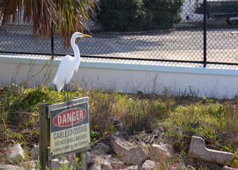 Great egret perched on a danger sign near a cable crossing in Florida