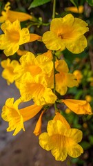 Close-up of vibrant yellow trumpet-shaped flowers on a stem
