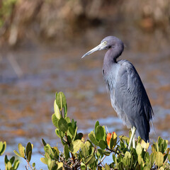 Little blue heron perched on a bush in its natural habitat