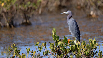 Little blue heron perched on a bush in a Florida wetland habitat