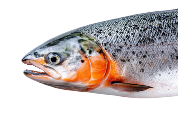 Detailed Close-Up of a Vibrant Salmon Fish Highlighting Its Unique Scales and Features on Transparent Background