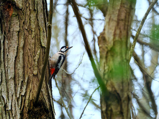 Żerujący na pniu sosny Dzięcioł duży(Dendrocopos major).  Pospolity  Dzięcioł duzy zwany Pstry jest jeden z najliczniejszych i najpowszechniejszych  dzięciołów, występujący we wszystkich drzewostanac © JDziedzic