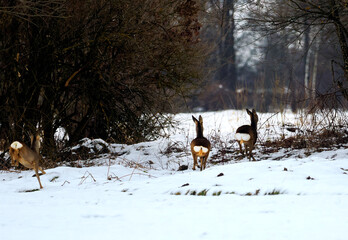 Zbliża się wczesna wiosna, sarny (Capreolus) pośród polnych zarośli. Pozostały śnieg na polach to znak końca zimy, a sarny wykazują coraz bardziej energiczny temperament. © JDziedzic