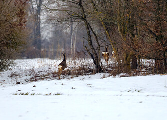 Zbliża się wczesna wiosna, sarny (Capreolus) pośród polnych zarośli. Pozostały śnieg na polach to znak końca zimy, a sarny wykazują coraz bardziej energiczny temperament. © JDziedzic