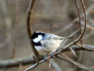 Sikora sosnówka (Periparus ater) żeruje wśród gałązek w zimowym lesie. Sikora sosnówka (Periparus ater) to mały ptak, który zamieszkuje gęste lasy i ich skraje. © JDziedzic