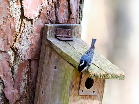 Zbliża się wiosna. Sikora sosn&oacute;wka (Periparus ater) wybiera budki lęgowe udostępniane przez leśnik&oacute;w.
Sikora sosn&oacute;wka (Periparus ater) to mały, aktywny ptak, kt&oacute;ry chętnie wybiera budki lęgowe w lasac