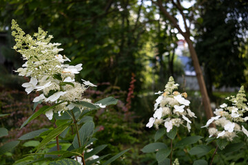 White hydrangea paniculata flowers blooming in summer garden with green foliage.