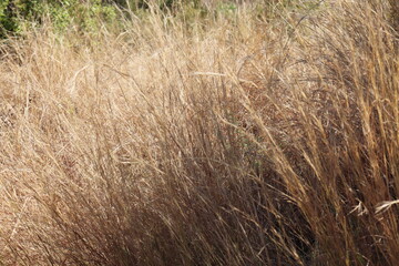 dry grass background