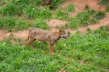 Iberian wolf standing in green grass looking right