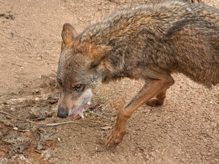 Iberian wolf eating meat on dry ground