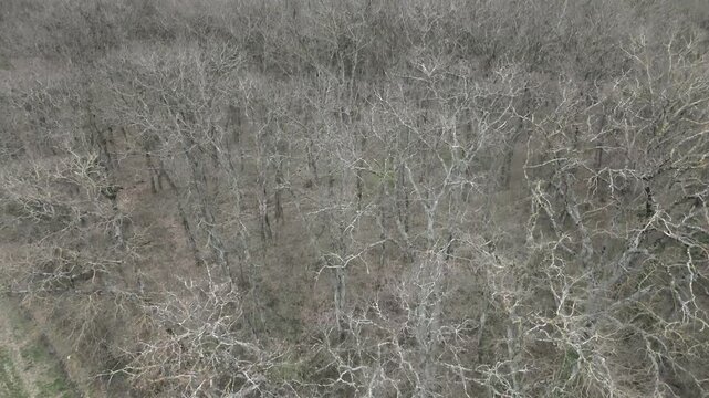 Descending drone view over leafless winter forest