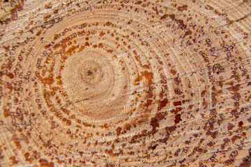 Macro photograph of the cross section of a tree trunk with visible growth rings and resin drops, highlighting the natural texture of the wood and organic patterns.