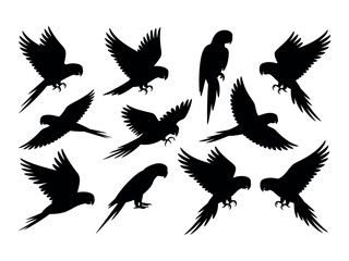 Obraz premium Parrot silhouettes collection isolated on transparent background, Vector