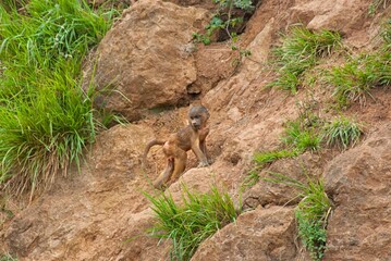 Baby baboon climbing a rocky cliff in african wilderness