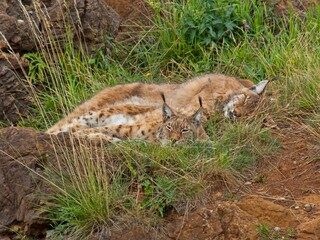 Pair of lynx resting on grass