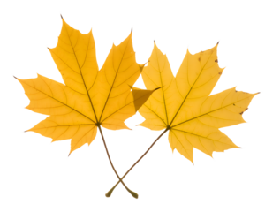 Two bright yellow maple leaves crossed isolated on transparent background