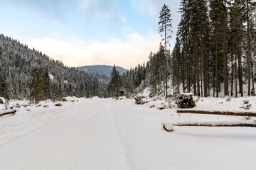Fototapeta premium Empty Winter Mountain Trail Surrounded By Forest. White Landscape Environment And Winter Holidays Concept