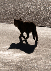 A stray cat sits against the sun and casts a beautiful shadow © Alika