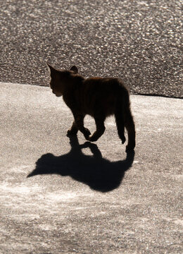 A stray cat sits against the sun and casts a beautiful shadow