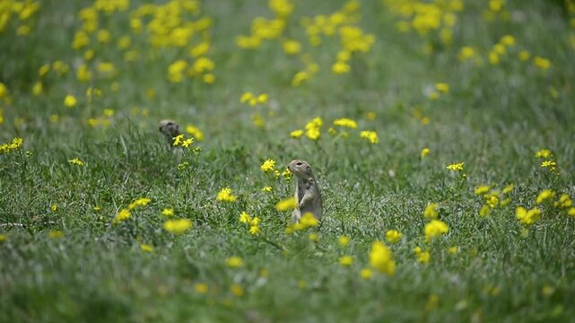 Two Anatolian ground squirrels (Spermophilus xanthoprymnus) feeding in a flowery, green meadow. Wildlife and nature theme.
