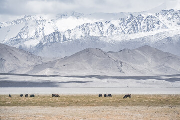 Grassy pastures for cattle in the highlands of the Tien Shan in the Pamirs in Tajikistan, against the backdrop of mountain peaks with snow and glaciers, lakes, and dry grass for grazing animals