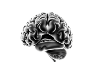 Human Brain 3D Render on Transparent Background