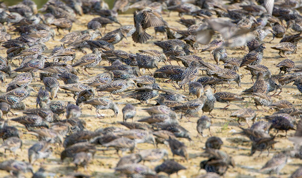 A large flock of common starlings (Sturnus vulgaris) feeds on a sandy beach