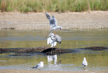 A black-headed gull (Chroicocephalus ridibundus) landed on the head of a grey heron (Ardea cinerea) during a battle over feeding space.