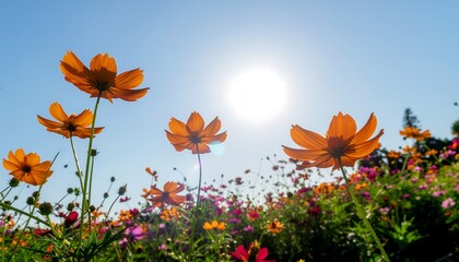 Obraz premium Vibrant orange cosmos flowers bloom backlit by bright summer sun