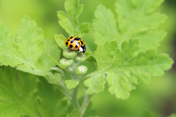 Coccinelle