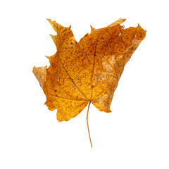 Autumn Maple Leaf Isolated on Transparent Background – Yellow and Orange Fall Foliage Close-Up