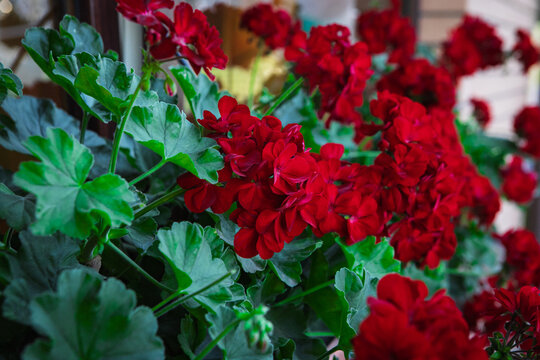 red and yellow flowers