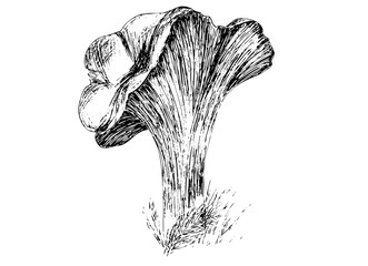  vector sketch of a chanterelle. Scalable ink drawing for logo design, icons, and detailed graphic illustration projects. © Juli_fl_y