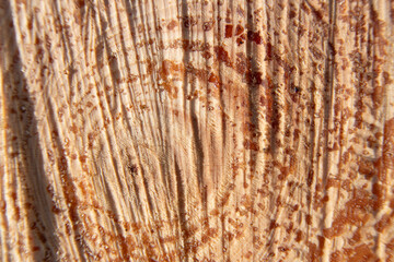 Macro image of a freshly cut wood surface showing detailed grain patterns, vertical fibers, and small resin droplets.