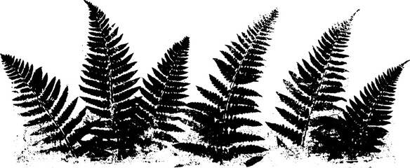Black and white stencil illustration of broad forest fern fan for nature-inspired designs